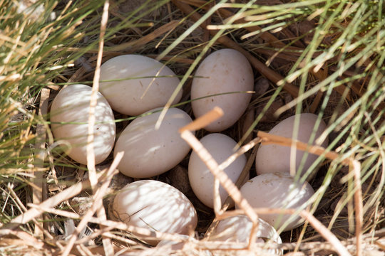 Duck Eggs in Nest