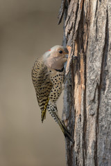 Female Northern Flicker searching for food.