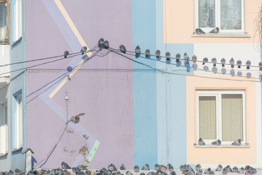 Pigeons are sitting on wires. Many birds sit on wires near the house. Bird on the roof of the house.