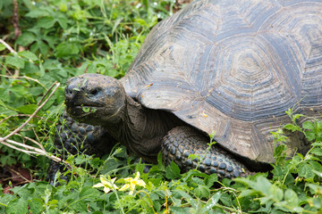 Galapagos Turtle Eating #1