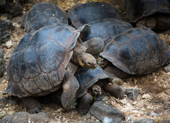 Obraz premium Galapagos Turtle Mates