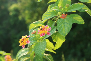 Colorful flowers