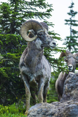 big horn sheep at Glacier national park,Montana,usa.