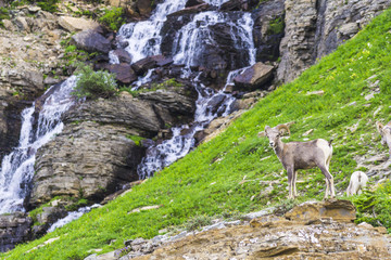 big horn sheep at Glacier national park,Montana,usa.