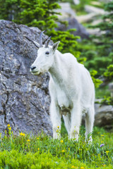 Two mountain goats mother and kid in green grass field, Glacier National Park, Montana
