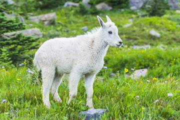 Obraz premium Two mountain goats mother and kid in green grass field, Glacier National Park, Montana
