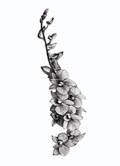 Flower sketch orchids bouquet hand drawing