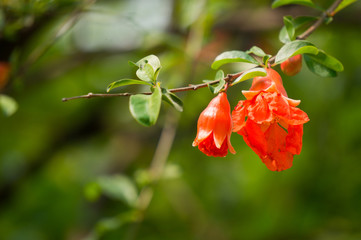 red flower of Pomegranate