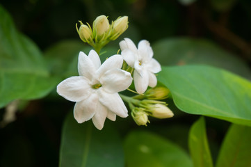Obraz na płótnie Canvas white jasmine flower in green background