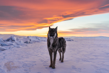 Wolf standing alone on snow in sunset at frozen lake Baikal in Russia