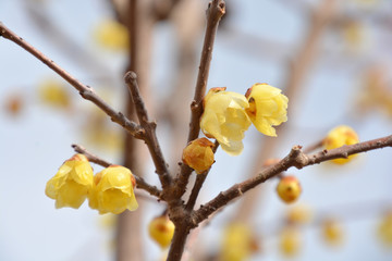 Wintersweet; Fragrant Yellow Flowers