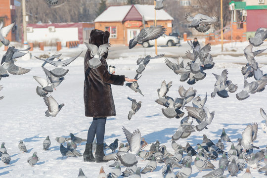 A woman is feeding pigeons from her hands. Feed birds in winter with hands.