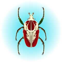 Illustration of a Goliathus regius beetle on a white background