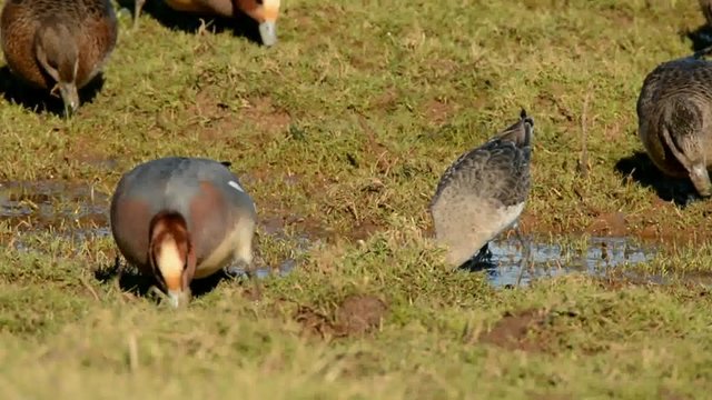 Bar-tailed Godwit and Eurasian Wigeon