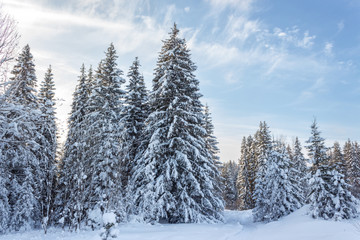 Winter forest in Sunny day