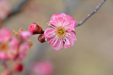 Ume Blossoms: Plum