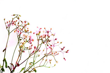 Grass flower isolated on white background