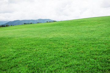 Obraz premium Lawn on the hill.