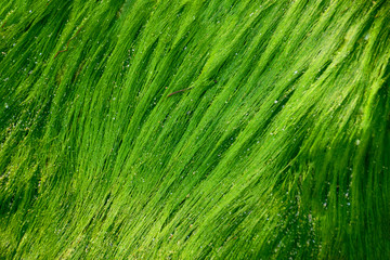Seaweed on the beach