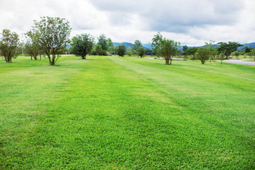 Tree on a green lawn.