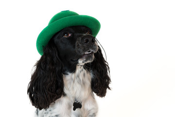 Beautiful female spaniel in a green hat on white background