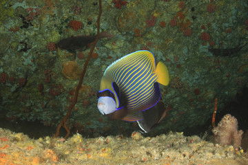 Obraz na płótnie Canvas Emperor Angelfish fish