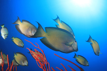 Surgeonfish fish on coral reef