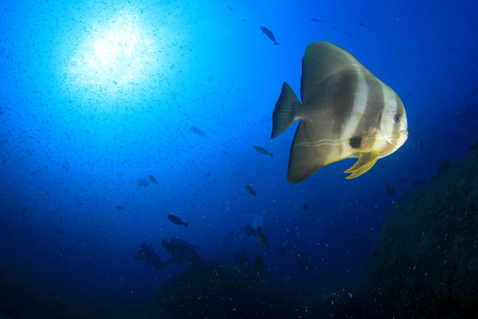 Spadefish and scuba diver
