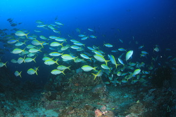 Naklejka na ściany i meble Coral reef and fish underwater in ocean