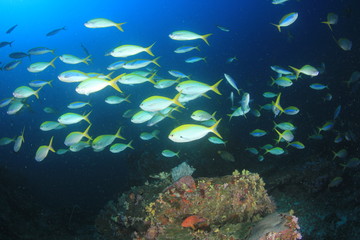 Obraz na płótnie Canvas Coral reef and fish underwater in ocean