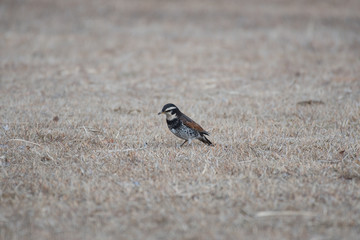 Naumann's Thrush near A Pond 