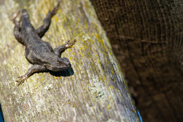 Black Lizard