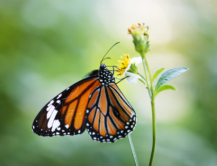 Closeup of Monarch butterfly