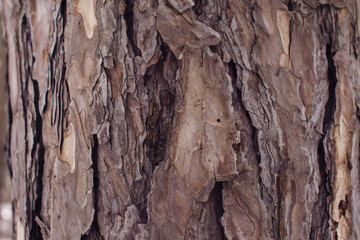 red pine bark closeup