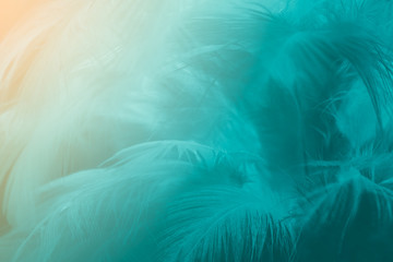 Beautiful green turquoise vintage color trends feather texture background with orange light