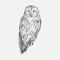 Illustration of owl