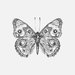 Illustration of butterfly