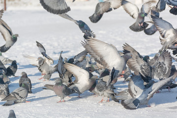 Obraz premium Pigeons feed in the winter. A lot of pigeons. A flock of pigeons. Birds feed in winter.