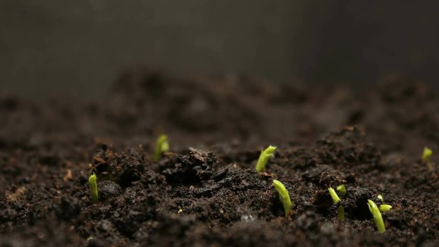 Growing Pea Bean Seeds Agriculture Timelapse