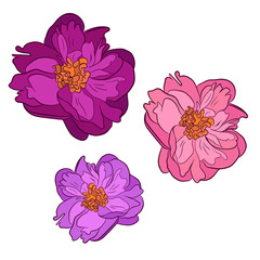 Three peony flowers of different colors