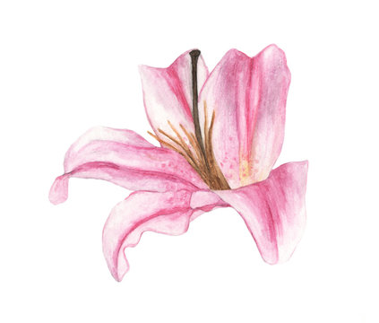 Watercolor of pink lily, hand drawn illustration of flowers isolated on a white background.