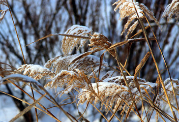Fototapeta premium Snow-covered golden wheat and grass
