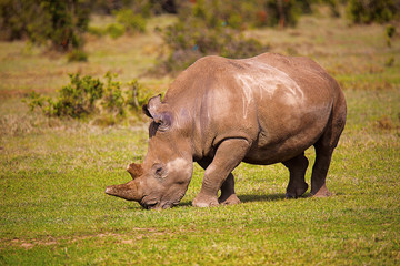 Obraz premium Africa Rhinoceros, Kenya, Africa
