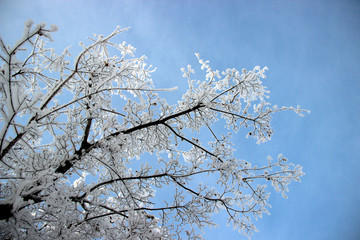 View up to the branch of the tree with hoarfrost and the blue sky background