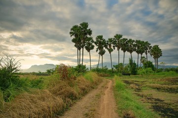 Obraz premium Road to field at sugar Palm trees and mountains background : Thailand