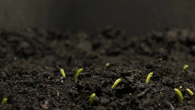 Growing Pea Bean Seeds Agriculture Timelapse