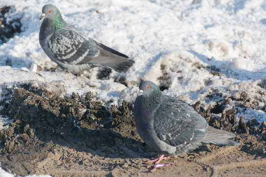 Pigeons are heated in the winter. Birds are warming themselves in the winter. Many pigeons sit in the winter and bask.
