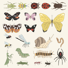 Illustration of bugs and insects