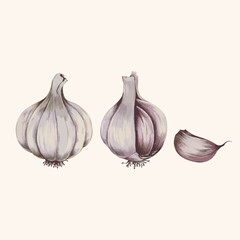 Illustration of garlic cloves