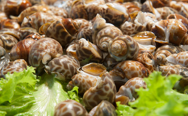 Photo of fresh snails in ice with salad leaves